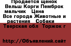 Продается щенок Вельш Корги Пемброк мальчик › Цена ­ 65 000 - Все города Животные и растения » Собаки   . Тверская обл.,Торжок г.